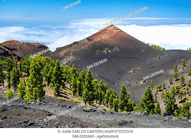 Ruta de los volcanes en el parque natural de Cumbre Vieja. La Palma. Islas Canarias. España. Europa