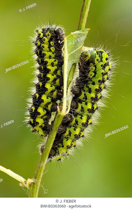 emperor moth (Saturnia pavonia, Eudia pavonia), two caterpillars at pussy willow, Germany, Rhineland-Palatinate