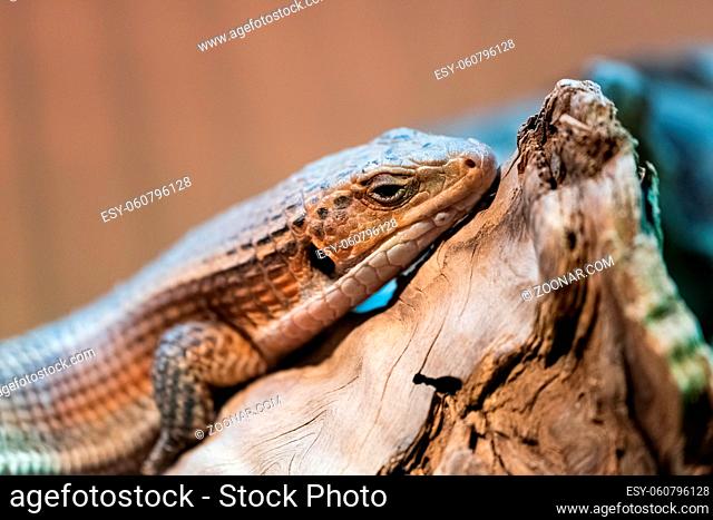 Sudan plated lizard (Gerrhosaurus major), also known as the Western plated lizard, great plated lizard or rough-scaled plated Lizard