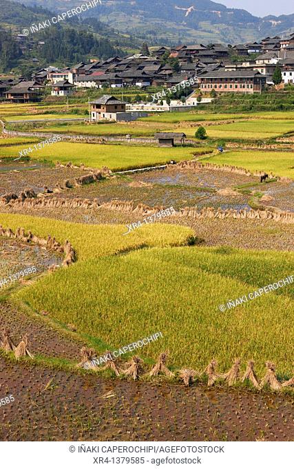 Terraces and rice paddies, Around Rongjiang, Rongjiang, Guizhou, China
