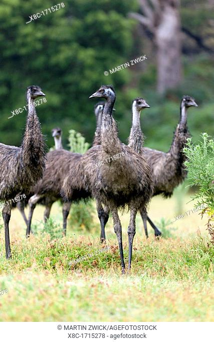 Emu Dromaius novaehollandiae The Emu is quite common in Australia and is also farmed commercially for meat leather and oil Even if the Emu is similar in shape...