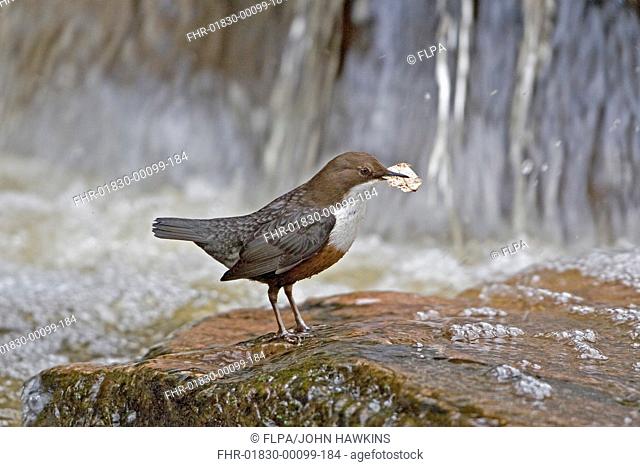 White-throated Dipper Cinclus cinclus adult, standing on rock in fast flowing river, with leaf for nesting material, England, march