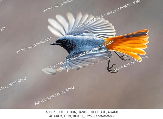 Male Black Redstart in flight, Black Redstart, Phoenicurus ochruros