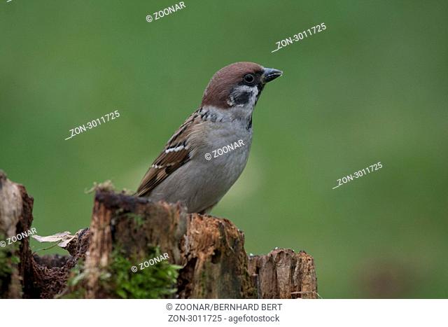 Tree Sparrow on a tree trunk with moss