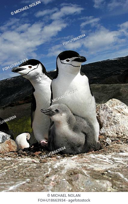 Chinstrap penguin Pygoscelis Antarctica parents with chick high on the caldera rim on Deception Island, Antarctica