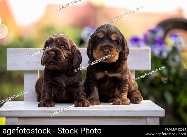 English Cocker Spaniel puppies on wooden bench