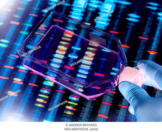 Genetic Engineering, Scientist viewing cells in a culture jar with a DNA profiles on a screen in the background illustrating gene editing