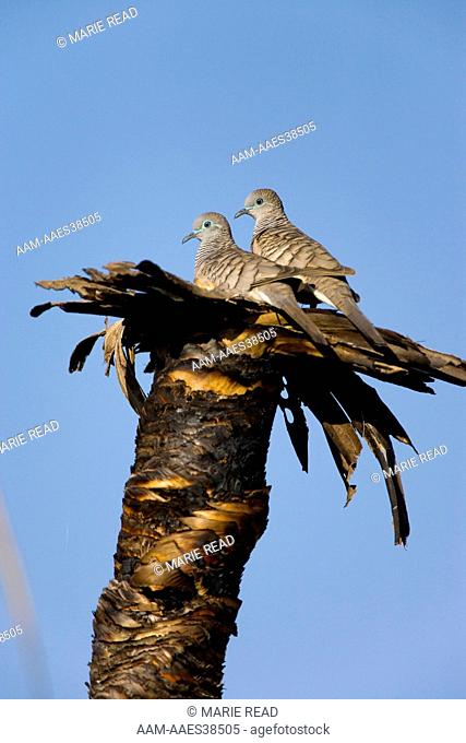 Peaceful Dove (Geopelia placida), pair at nest site on top of a burned palm stump, Mamukala Wetlands, Kakadu National Park, Northern Territory, Australia