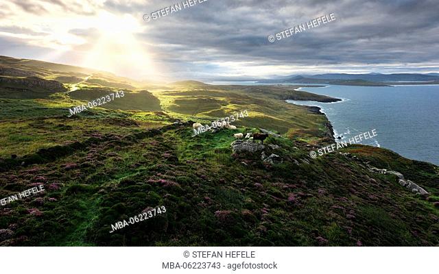 Irish coast in strong morning light with sheep. Typical Ireland. In Crohy Head, Donegal, Ireland