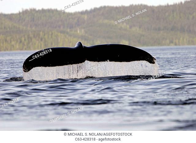 Adult Humpback Whale (Megaptera novaeangliae) fluke-up dive in Southeast Alaska, USA. Pacific Ocean