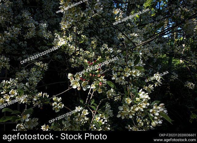 Decorative apple tree Sargent's Apple, Malus sargentii, flowering in Pruhonice, Czech Republic on May 9, 2023. (CTK Photo/Libor Sojka)