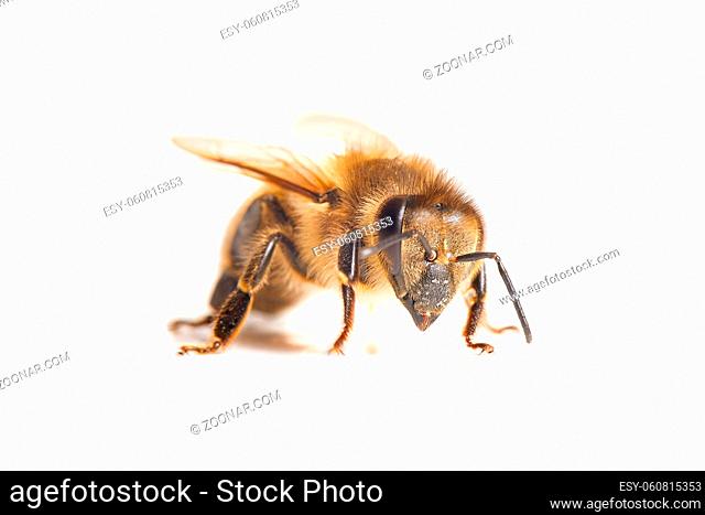 Bee macro isolated on white background