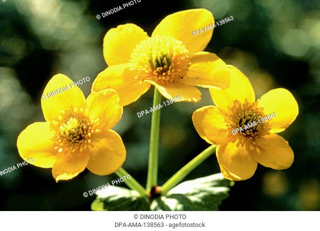Himalayan Marsh Marigold Latin word Caltha palustris Linn Var himalensis