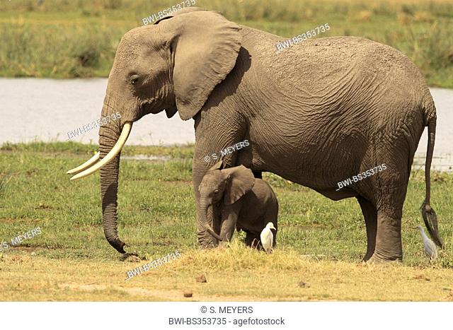 African elephant (Loxodonta africana), female elephant with baby, Kenya, Amboseli National Park