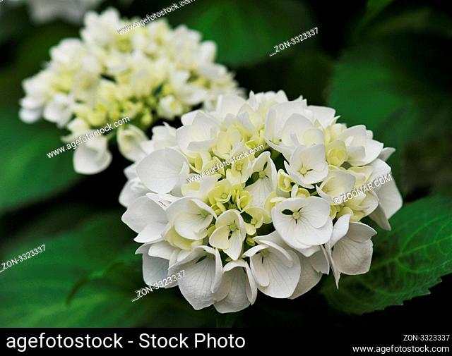 blossom of white Hydrangea (Hortensia) in a garden