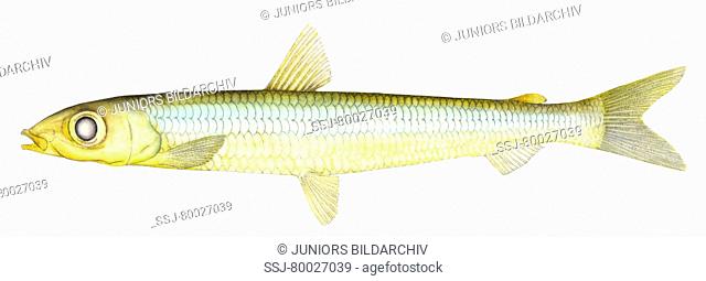 DEU, 2010: Lesser Argentine, Silver Smelt (Argentina sphyraena), drawing. Marine species of the continental shelf to depth of 500 meters in the northern half of...