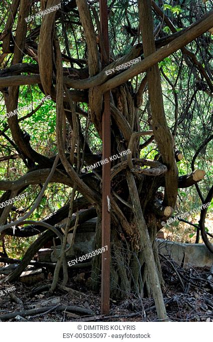tangled tree branches