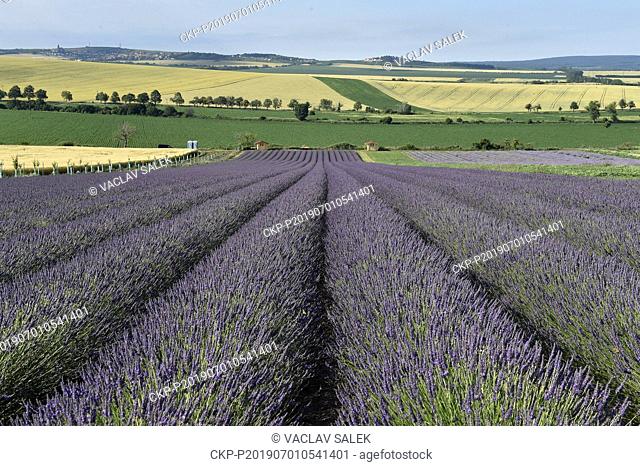 A lavender field is seen near Starovicky, Czech Republic, on June 21, 2019. (CTK Photo/Vaclav Salek)