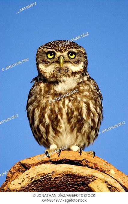 Little Owl (Athene noctua). Teruel, Aragon, Spain
