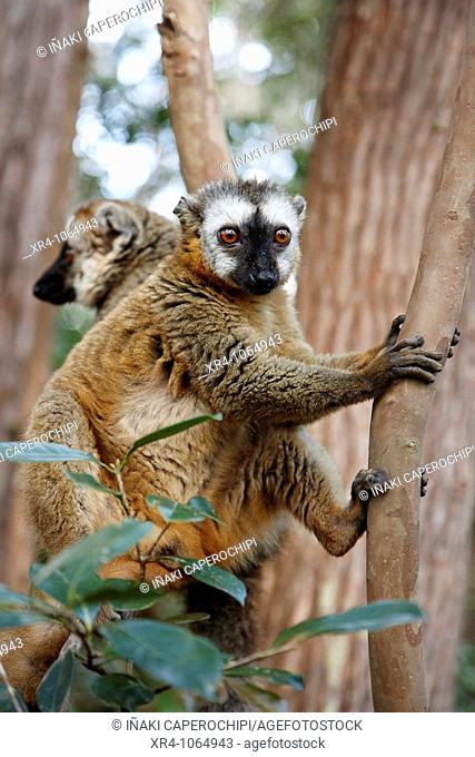 Red-fronted brown lemur (Eulemur fulvus rufus), Lemur's Island, Andasibe, Toamasina, Madagascar