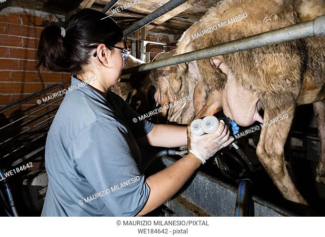 The breeder prepares sheep for milking in her barn