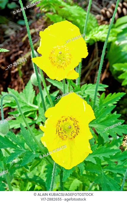 Welsh poppy / Meconopsis cambrica