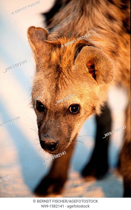 Spotted Hyena Crocuta crocuta, standing in morning light and looking into the camera, Etosha National Park, Namibia