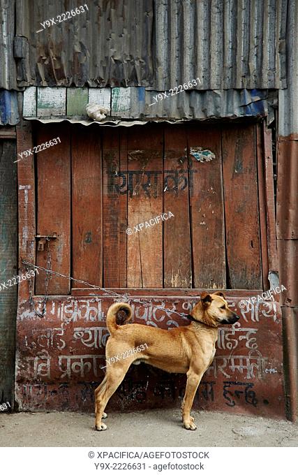 A dog chained to a door waiting patiently and guarding