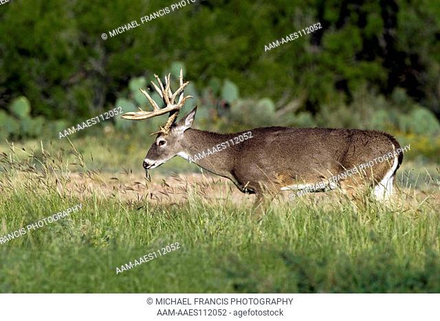 White-tailed Deer (Odocoileus virginianus) alert buck portrait during fall Santa Margarita Ranch Cotulla, Texas