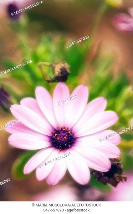 African Daisy. Dimorphotheca barberiae. March 2007. Maryland, USA