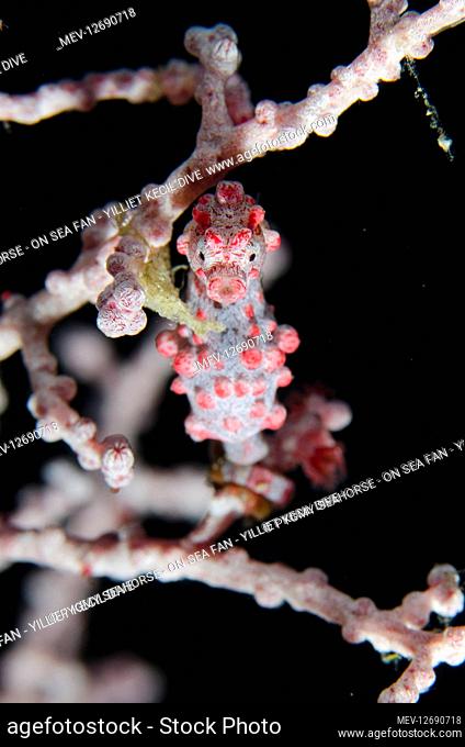 Pygmy Seahorse - on sea fan - Yilliet Kecil dive site, Yilliet Island, Misool, Raja Ampat, West Papua, Indonesia