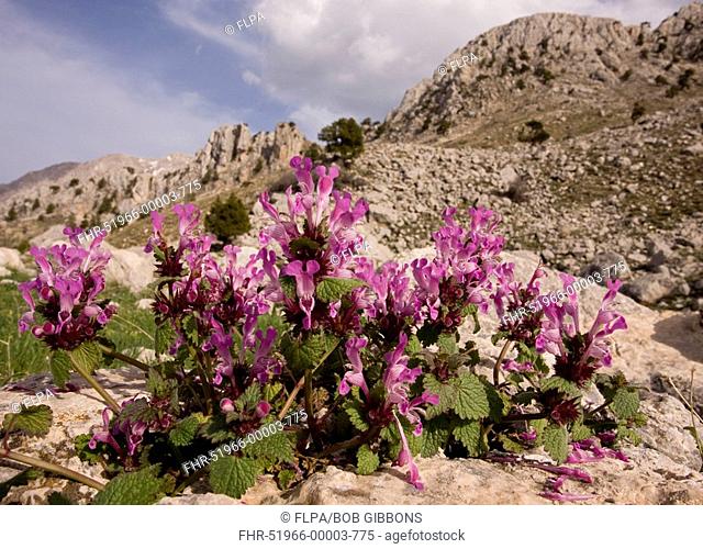 Gargano Dead-nettle Lamium garganicum flowering, in montane habitat, Taurus Mountains, Anatolia, Southern Turkey