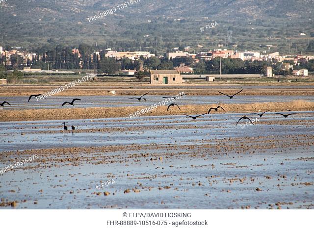 Glossy Ibis flying over Rice fields in the Ebro Delta in the Province of Tarragona in northeastern Spain. The Ebro Delta is the largest wetlands in Catalonia...
