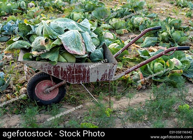 close up of a barrow full of green cabbage standing in the field