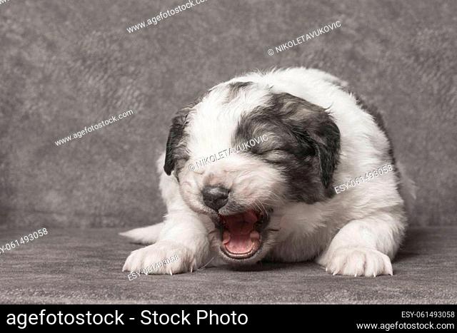 The little cute sleepy shepherd puppy is yawning on gray background, cute pet baby animal