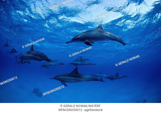 Spinner dolphins, Stenella longirostris, Red Sea, Egypt