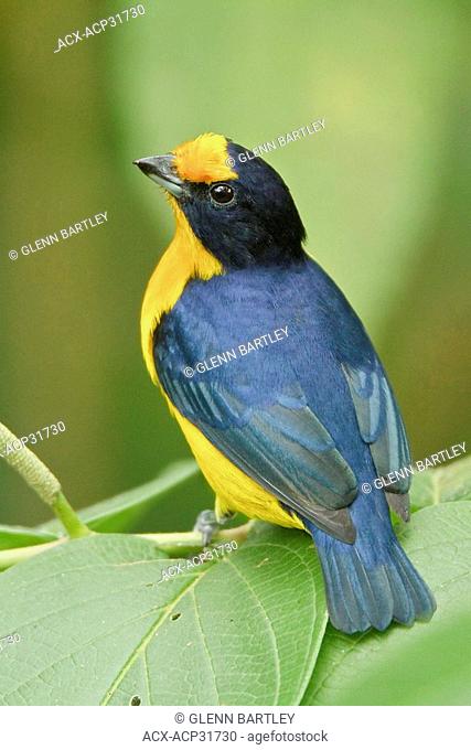 Violaceous Euphonia Euphonia violacea rodwayi perched on a branch in Trinidad and Tobago