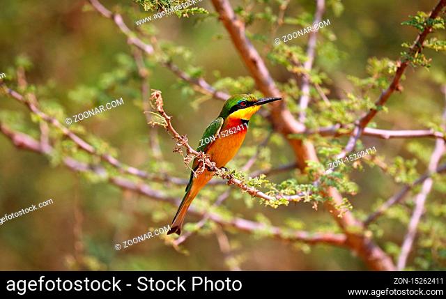 Zwergspint im Murchison Falls Nationalpark, das Wappentier in Uganda (Merops pusillus) | little bee-eater, Murchison Falls National Park Uganda (Merops...