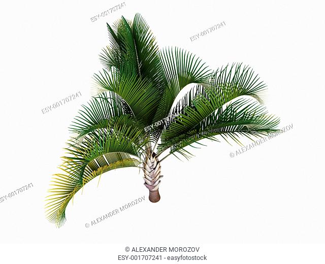 Triangle Palm or Dypsis decaryi