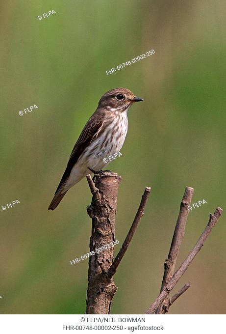 Grey-streaked Flycatcher Muscicapa griseisticta adult, perched on branch, Hebei, China, may