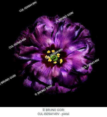 Purple flower head against black background