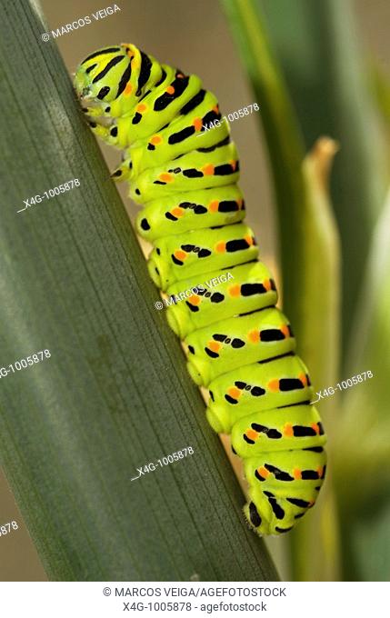 Oruga de la mariposa macaón sobre una planta de anís, Caterpillar of the swallowtail butterfly on fennel plant, Foeniculum vulgare, Papilio machaon  Pontevedra