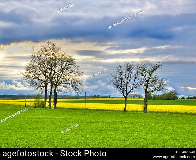 rapeseed fields near near Eymet, Dordogne Department, Nouvelle-Aquitaine, France