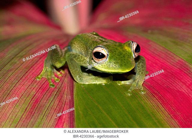 Madagascan frog (Boophis elenae), rainforest of Ranomafana National Park, Southern Highlands, Madagascar