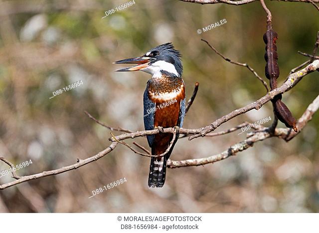 Brazil, Mato Grosso, Pantanal area, Ringed Kingfisher Megaceryle torquata