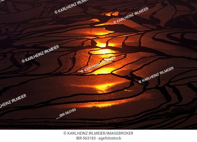 Rice terraces at Duoyishu, Yuanyang County, Yunnan, China, Asia
