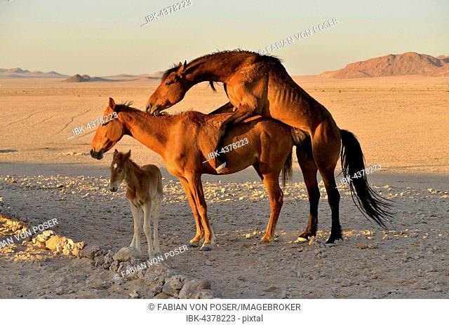Namib desert horse, wild horses (Equus ferus), mating, foal, near Aus, Karas Region, Namibia