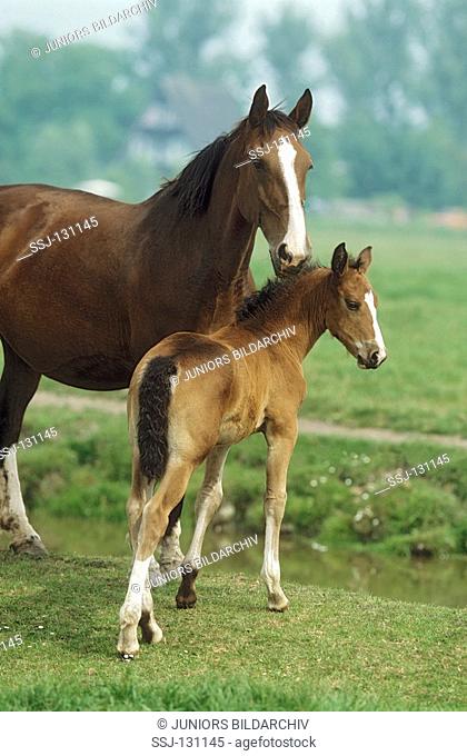 Gelderlander - mare and foal