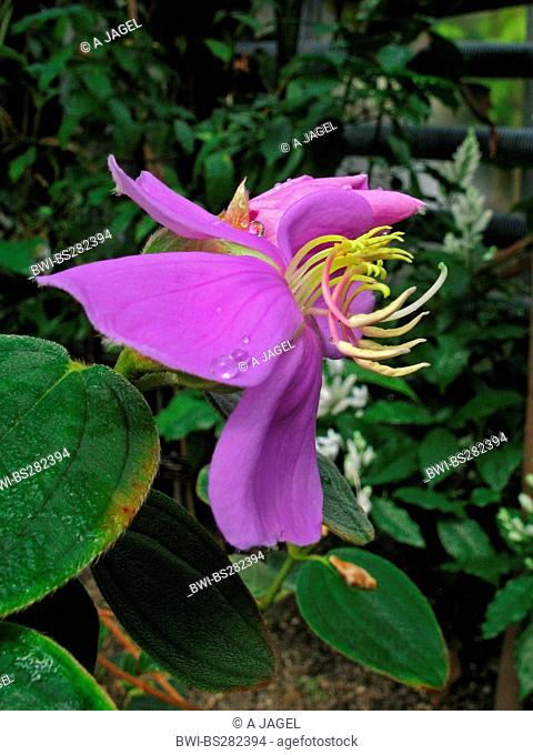 mushroom Plectania melastoma, flower