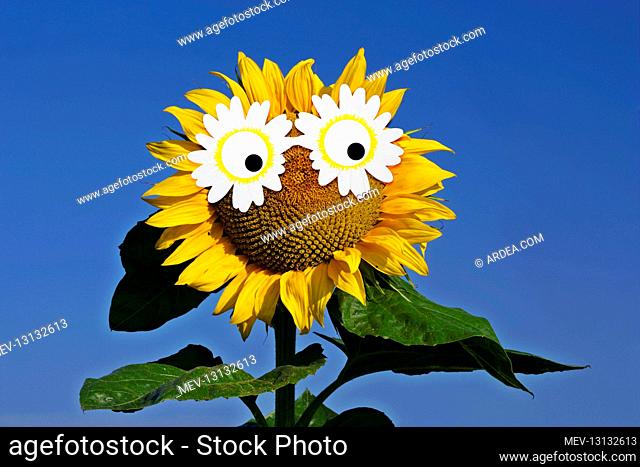 Sunflower, single flower against blue sky with daisy sunglasses